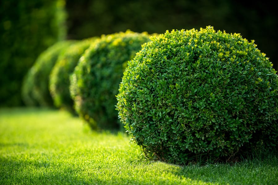 Garden With Shrubs