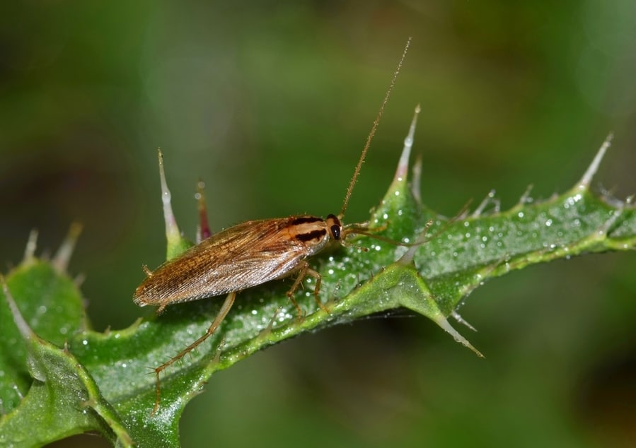 German Cockroach (Blattella Germanica) On A Yellow Thistle Plant In Houston, Tx.