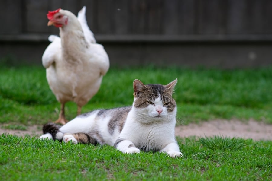 Get A Cat Or Chickens