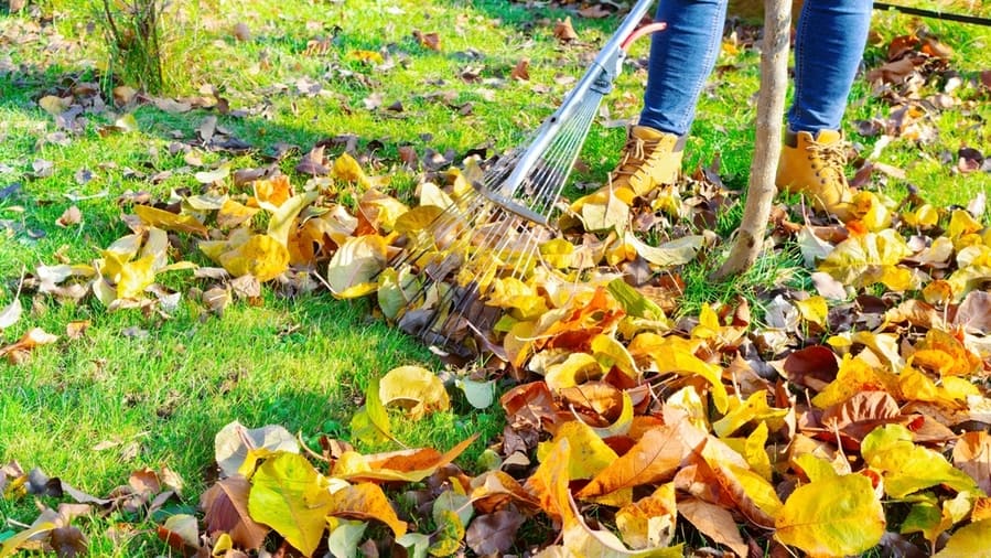 Get Rid Of Leaves And Decaying Vegetation From Around Your Solar Panels