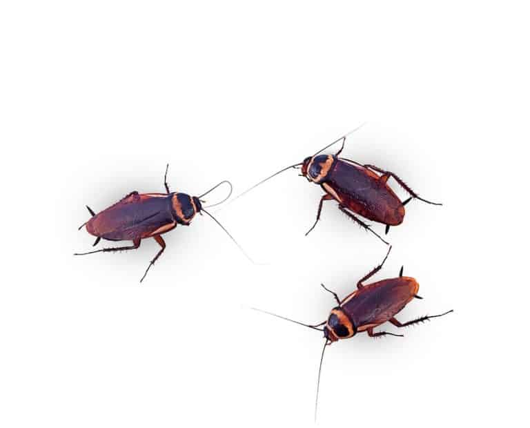 How To Get Rid of Rats and Roaches BeatPests