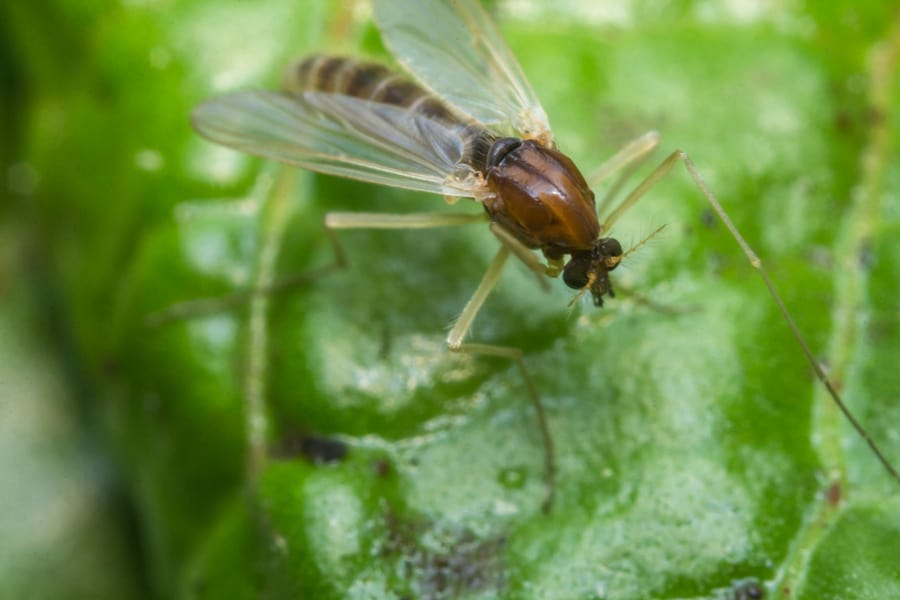 Gnat On Plant