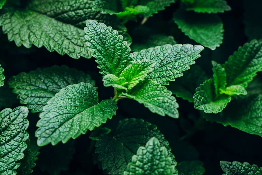 Green Mint Plant.