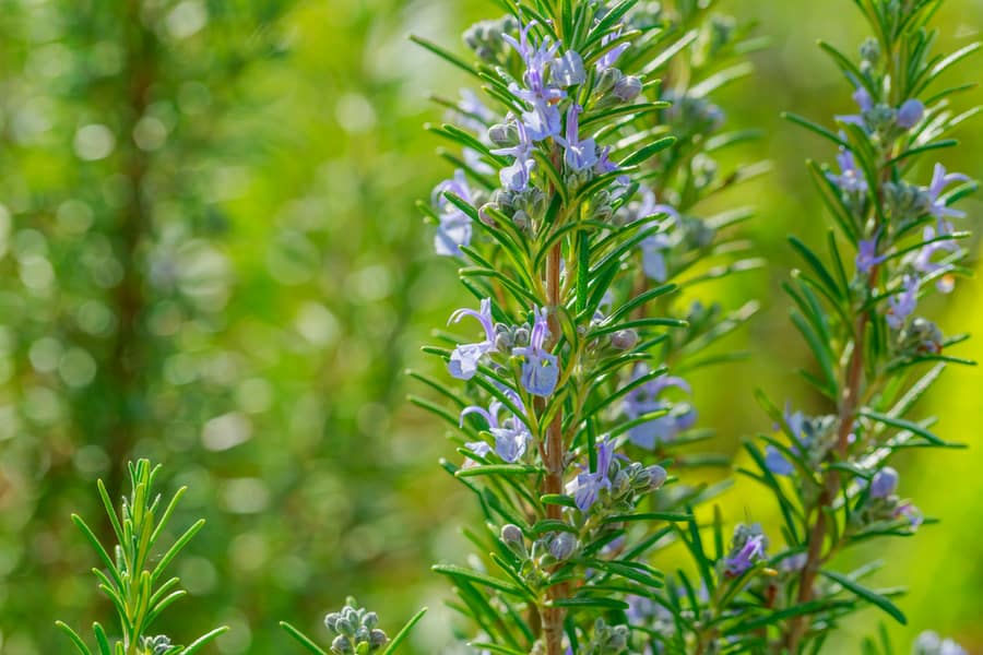 Growing Rosemary Plants