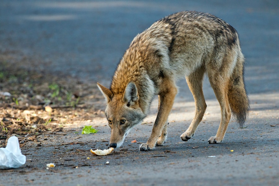 Handsome Urban Coyote