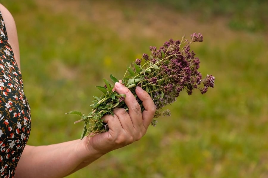 Harvesting The Plant