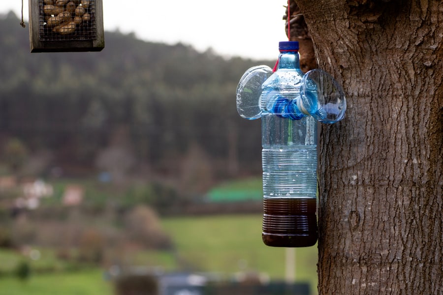 Homemade Trap For Asian Wasp Made With Water Bottles And Hung On A Tree In The Garden