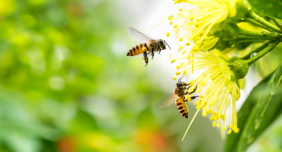 Honey Bees Collecting Pollen
