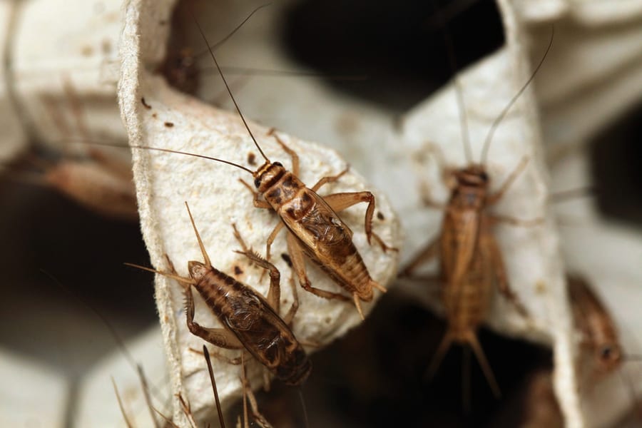 House Cricket On Egg Pack