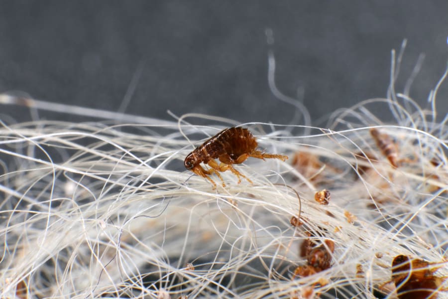 How Do Fleas Reproduce?