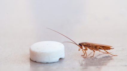 How Do Roach Tablets Work?