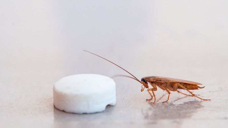 How Do Roach Tablets Work? How Do Roach Tablets Work?