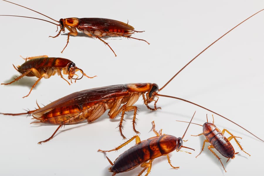 How Do Roaches Get Inside A Deep Freezer?