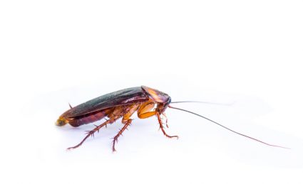 How Do Roaches Spread?