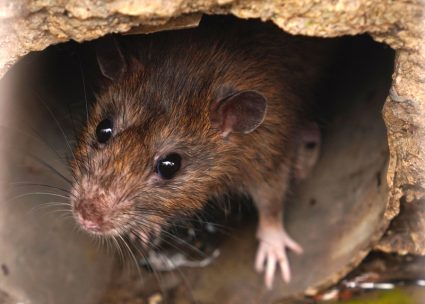 How Do Sewer Rats Get In Your House?
