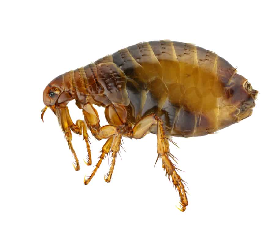 How Fleas Reproduce