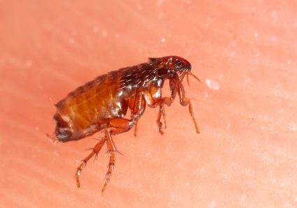 How Long Can Fleas Live In A Vacuum Cleaner?