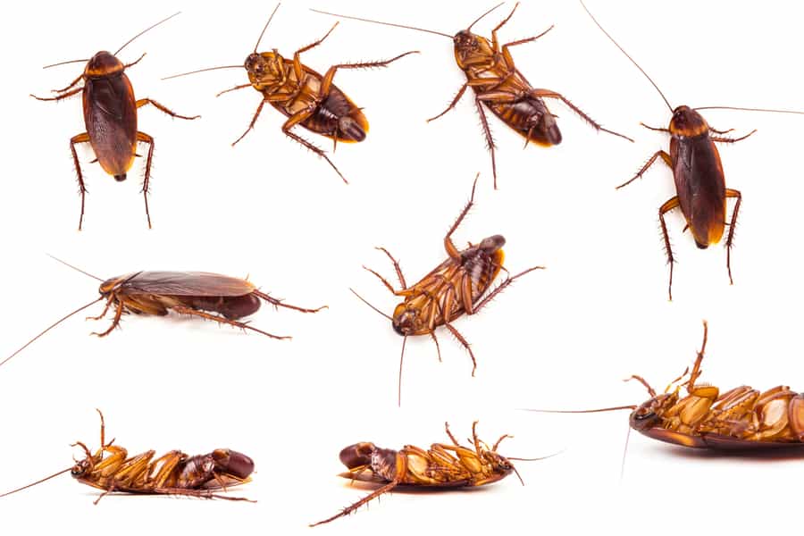 How Long Does Borax Take To Kill Roaches?