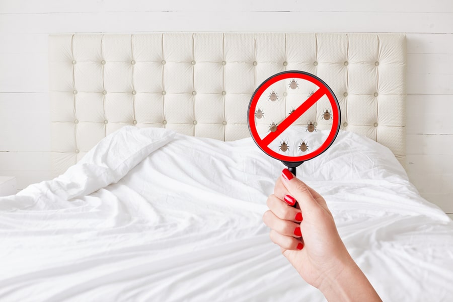How Long Does Treatment Take To Kill Bed Bugs
