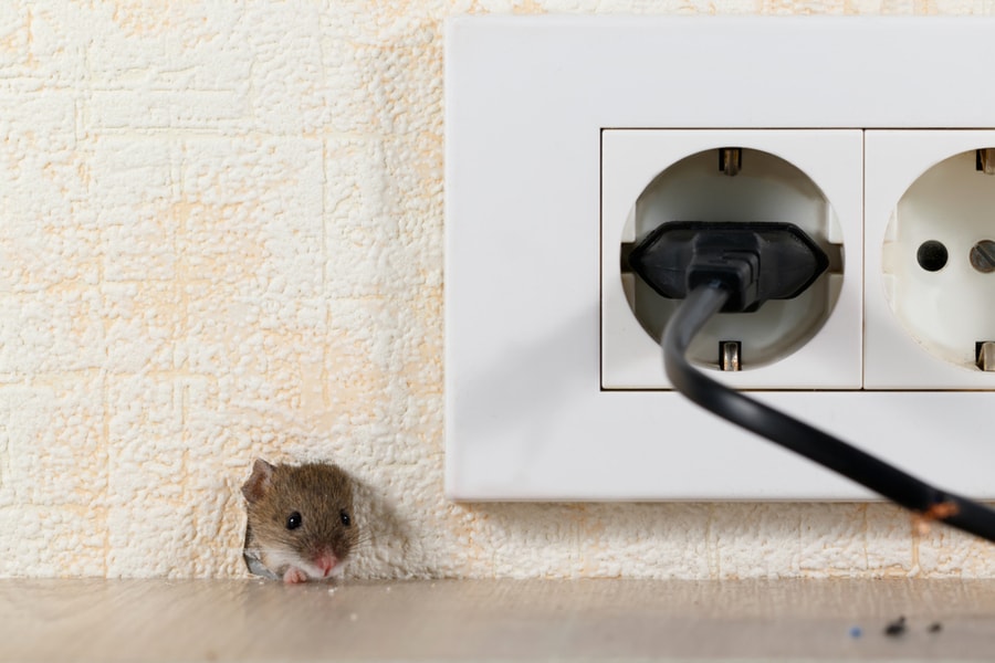 How Mice Enter Your Home?