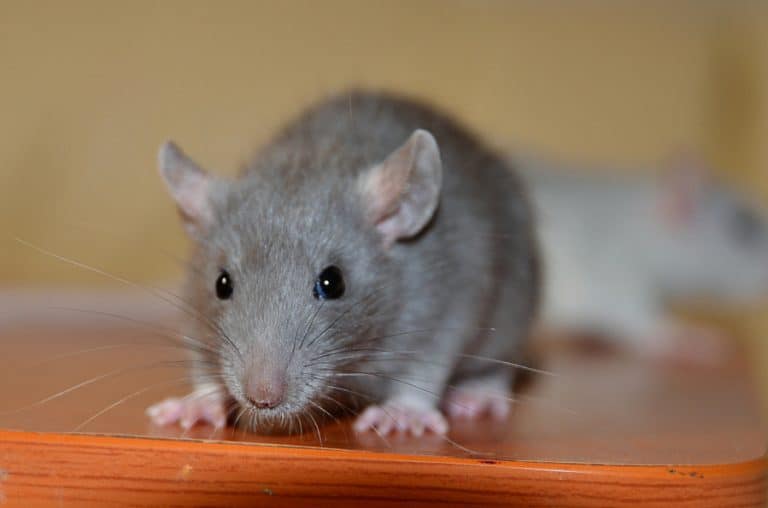 How To Catch a Mouse Behind Fridge | BeatPests