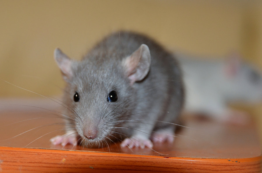 How To Catch A Mouse Behind Fridge