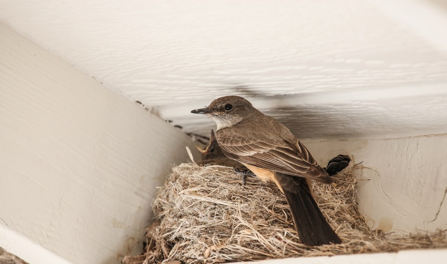 How To Deter Birds From Nesting Under Eaves