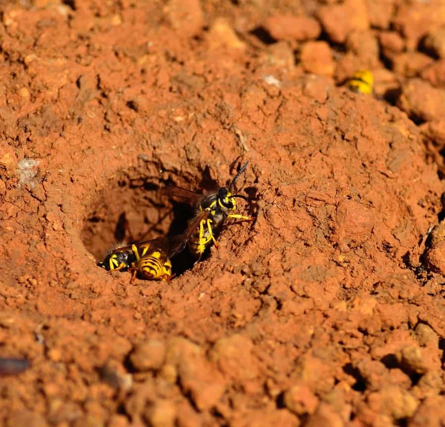 How To Deter Ground Wasps