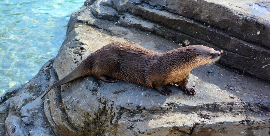 How To Deter Otters From The Pond