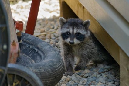How To Get Racoon Out Of The Garage