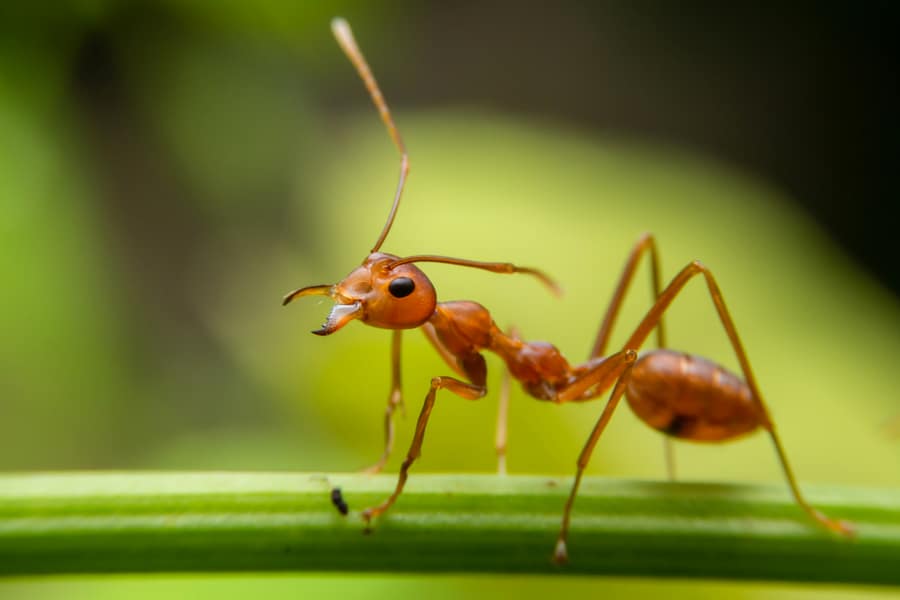 How To Keep Ants Away From Patios