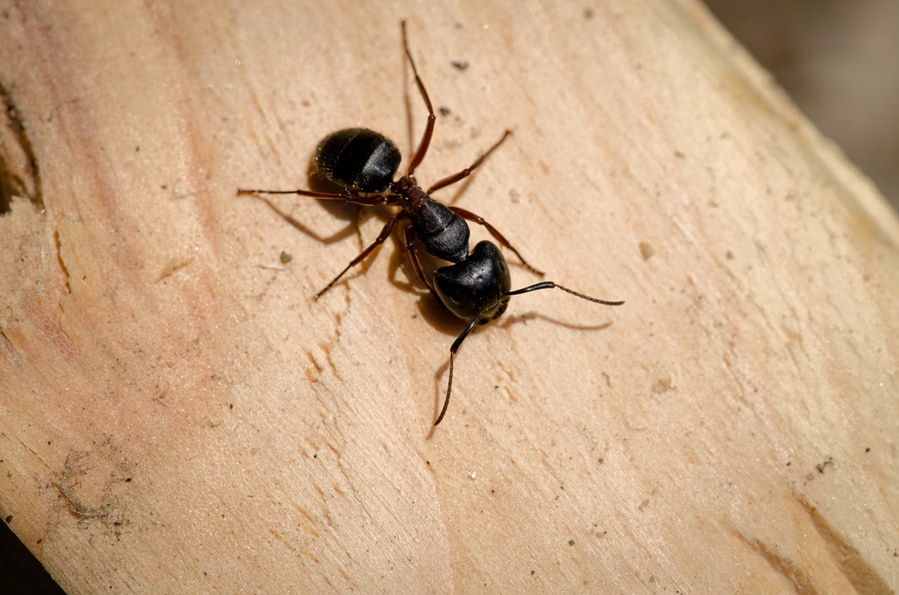 How To Keep Ants Out Of Hot Tub