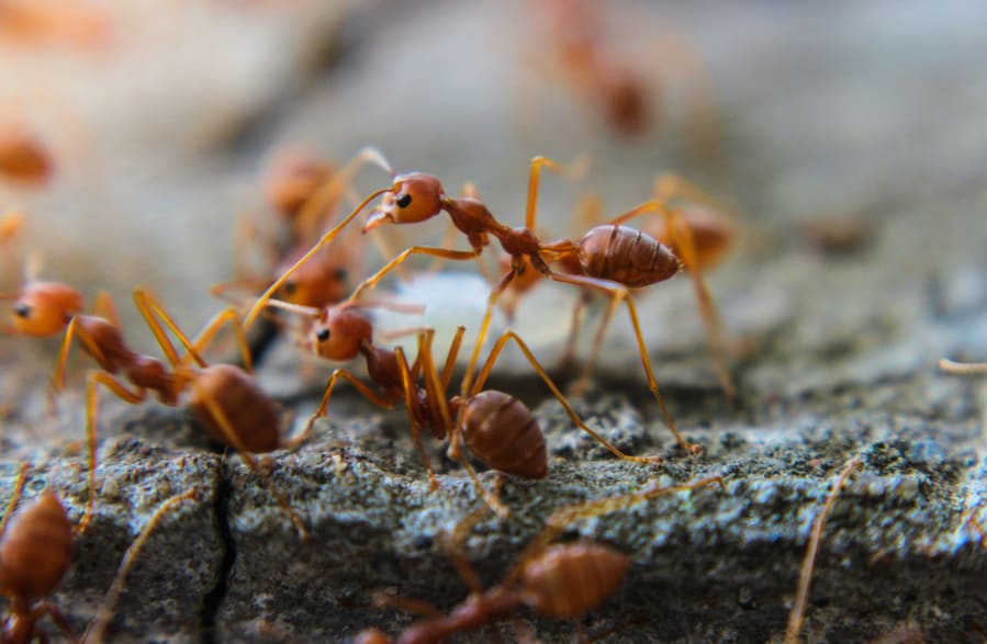 How To Keep Ants Out Of The Boat