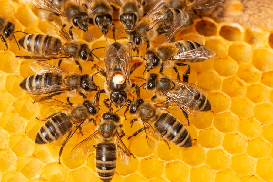 How To Keep Bees Out Of The Garage