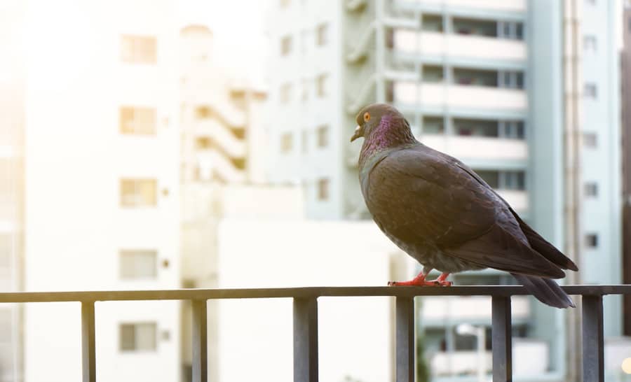 How To Keep Birds Away From Apartment Balcony