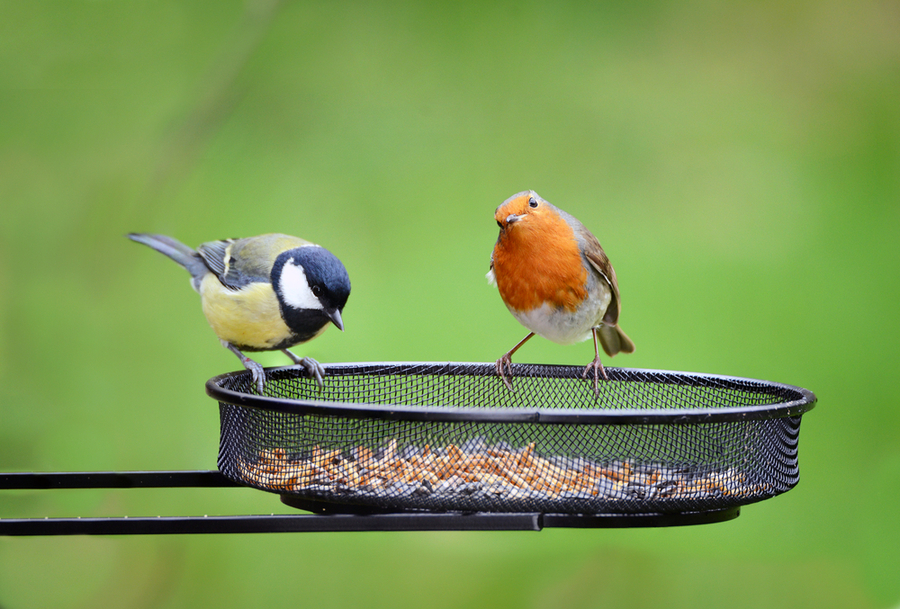 How To Keep Birds Out Of Gazebo