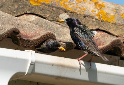 How To Keep Birds Out Of Gutters