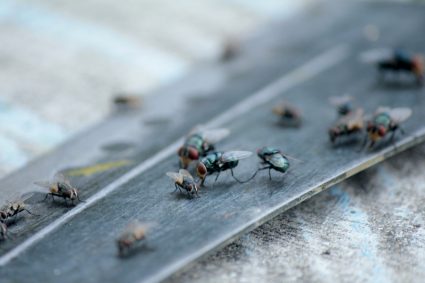 How To Keep Bugs (Flies) Out Of Sump Pump