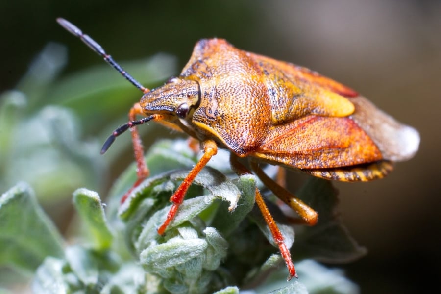 How To Keep Bugs Out Of Camper