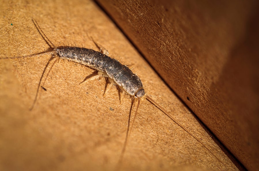 How To Keep Bugs Out Of Dresser Drawers