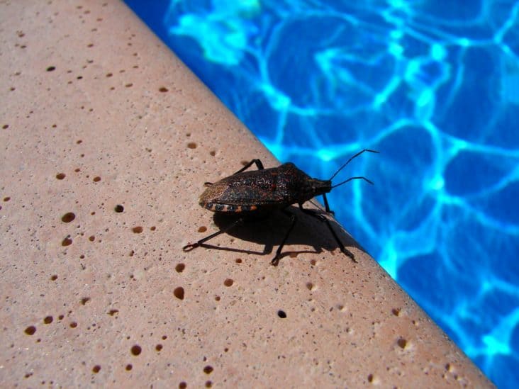 how-to-keep-bugs-out-of-pool-with-peppermint-oil-beatpests