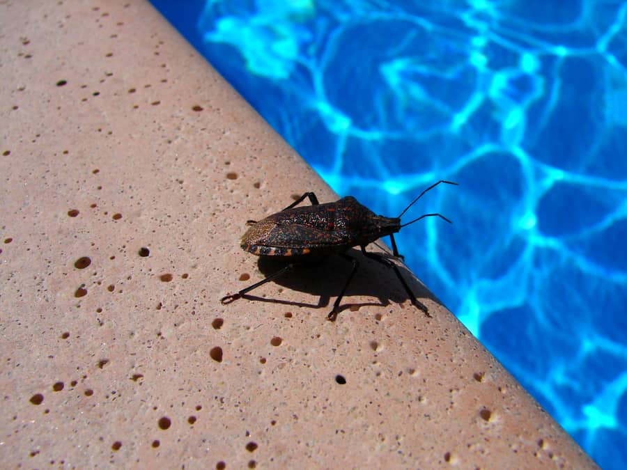 How To Keep Bugs Out Of Pool With Peppermint Oil