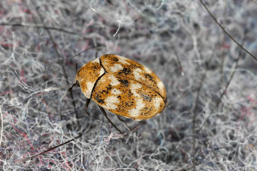 How To Keep Bugs Out Of Stored Clothes