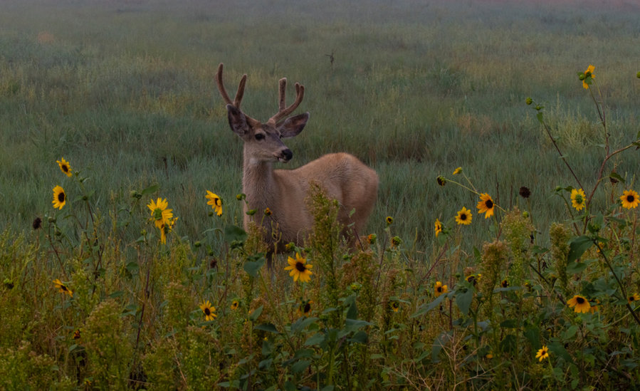 How To Keep Deer Out Of Sunflowers