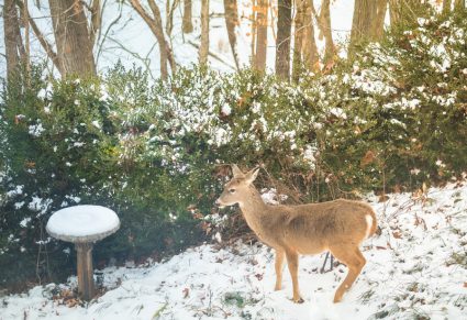 How To Keep Deer Out Of Yard In Winter
