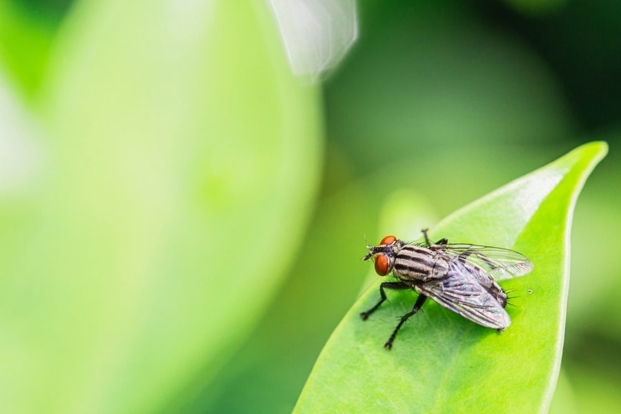 How To Keep Flies Away From The Porch