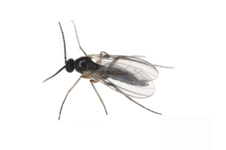 how-to-keep-gnats-away-from-dogs-beatpests