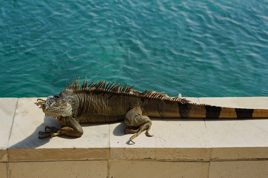 How To Keep Iguanas Away From Pool
