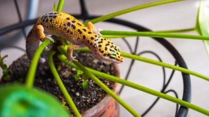 How To Keep Lizards Out Of Potted Plants