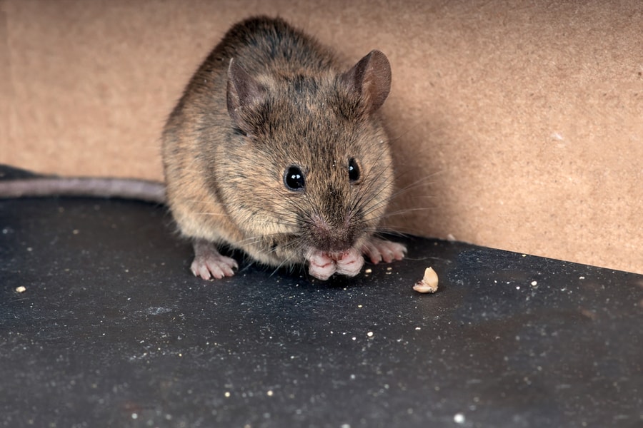 How To Keep Mice Away From Rabbit Hutch